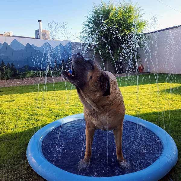 SplashPaw™ Fun Zone - The Splash Pad Makes Your Pup and Kids Happy! - Image 10