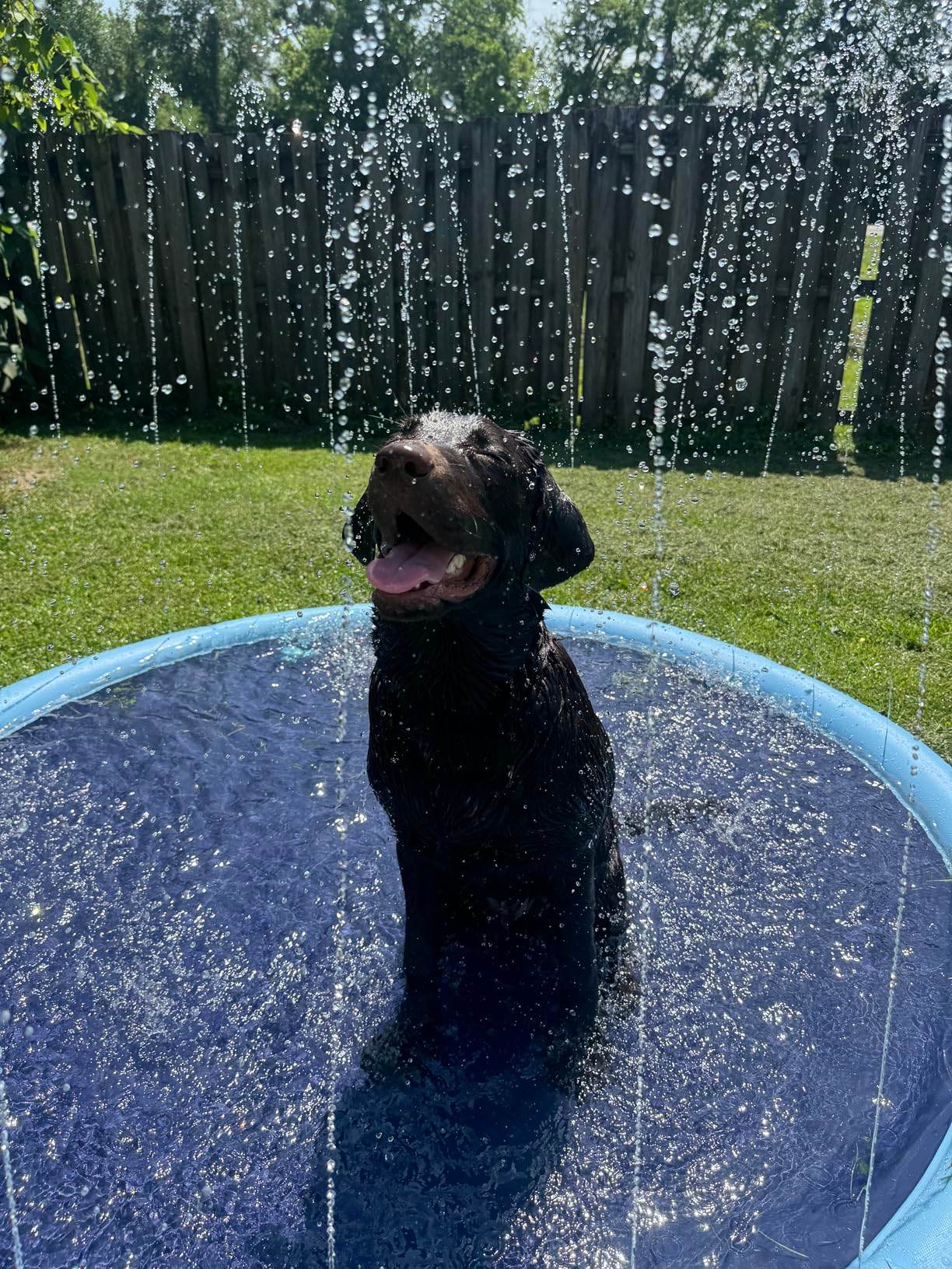 SplashPaw™ Fun Zone - The Splash Pad Makes Your Pup and Kids Happy! - Image 11