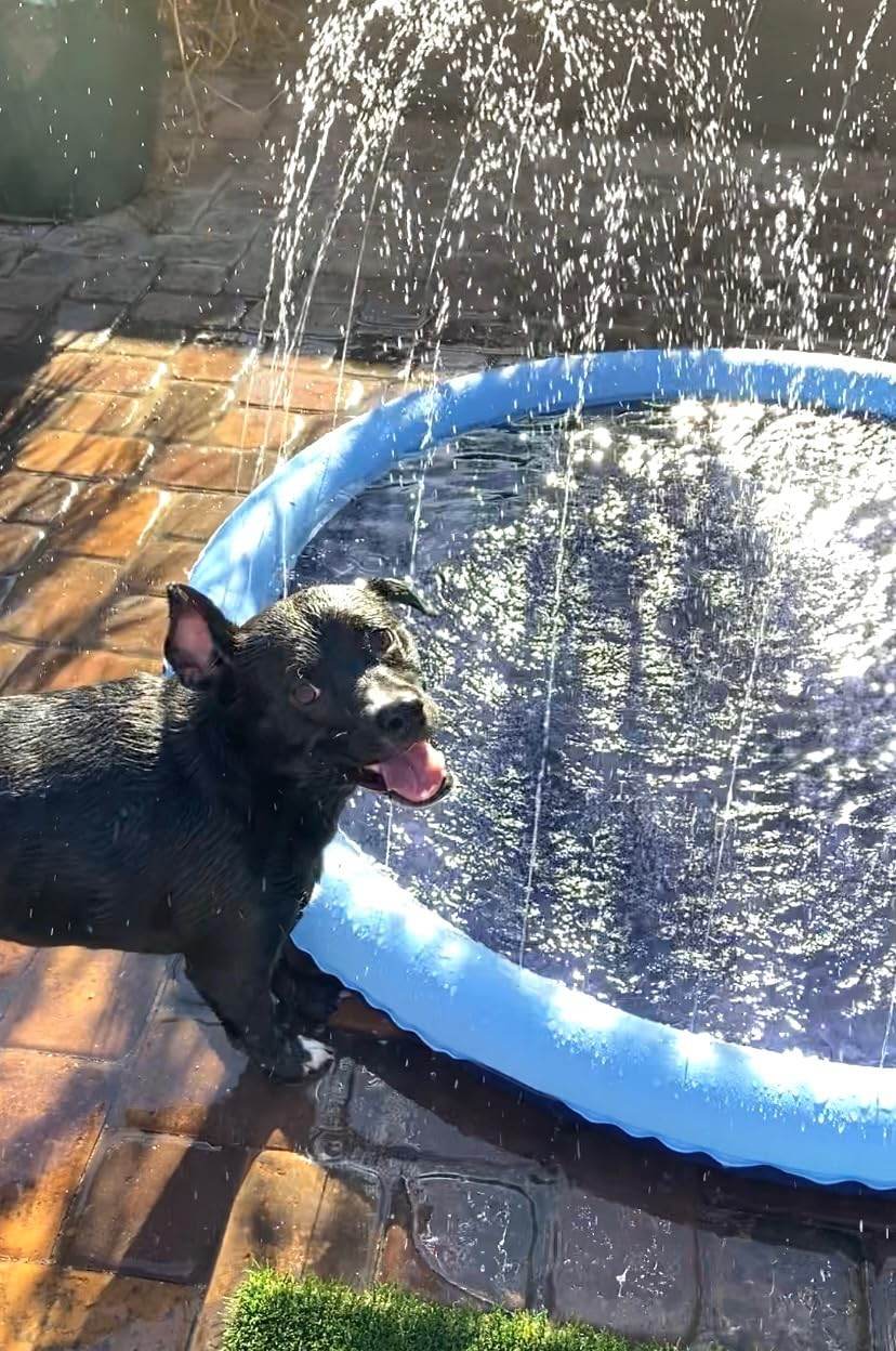 SplashPaw™ Fun Zone - The Splash Pad Makes Your Pup and Kids Happy! - Image 15