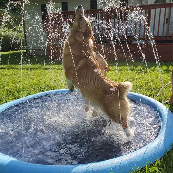 SplashPaw™ Fun Zone - The Splash Pad Makes Your Pup and Kids Happy! - Image 3