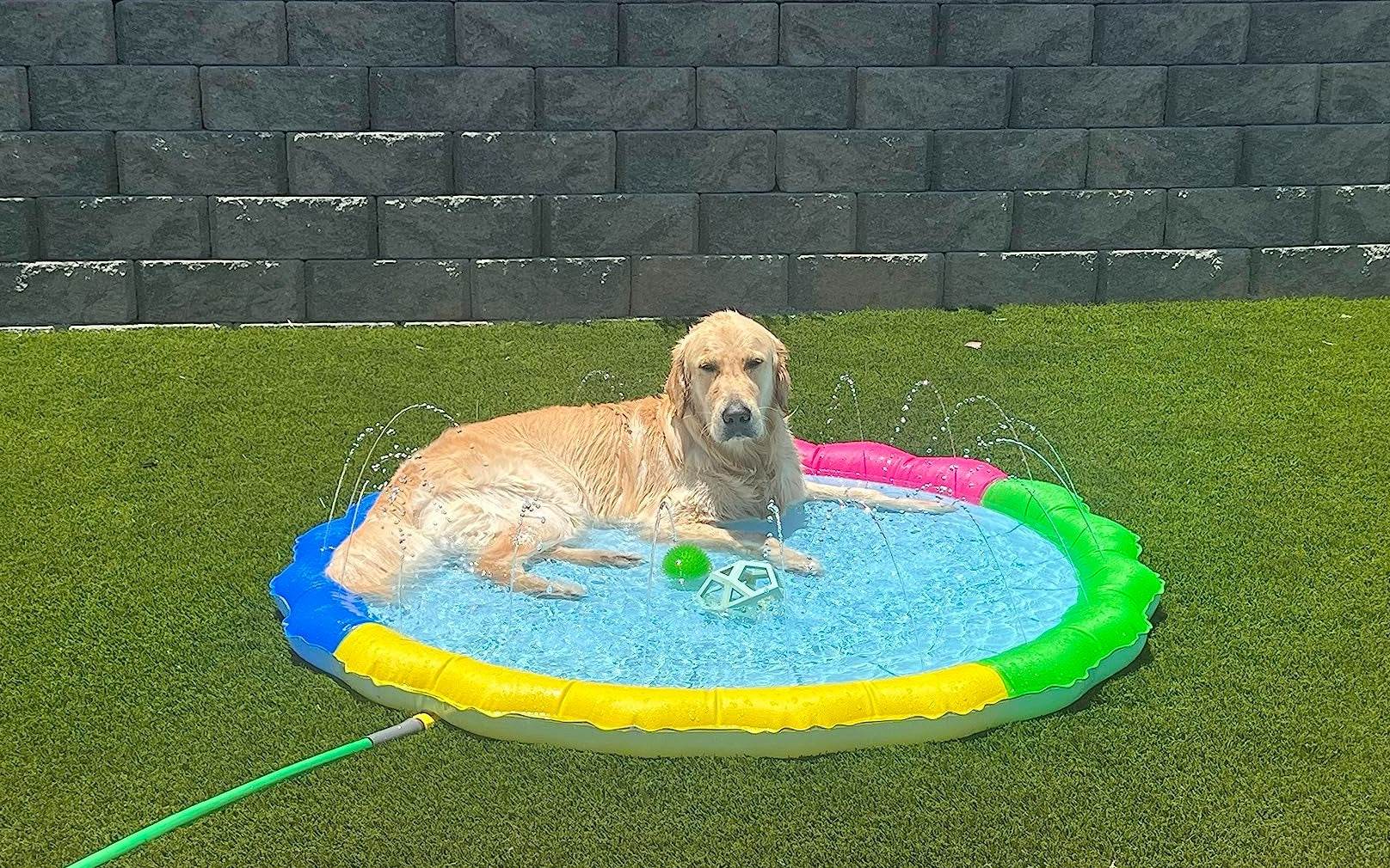 SplashPaw™ Fun Zone - The Splash Pad Makes Your Pup and Kids Happy! - Image 30