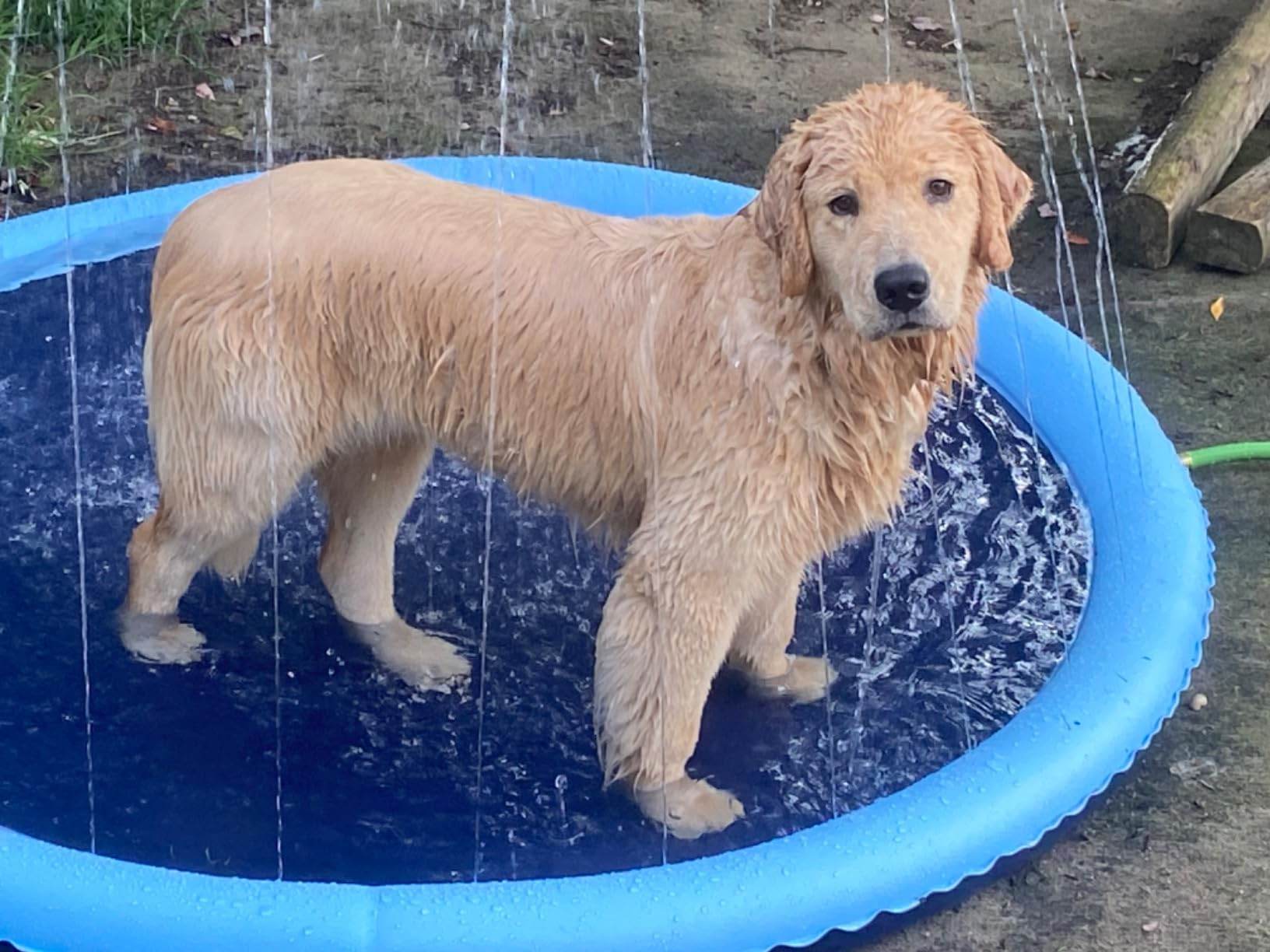 SplashPaw™ Fun Zone - The Splash Pad Makes Your Pup and Kids Happy! - Image 31