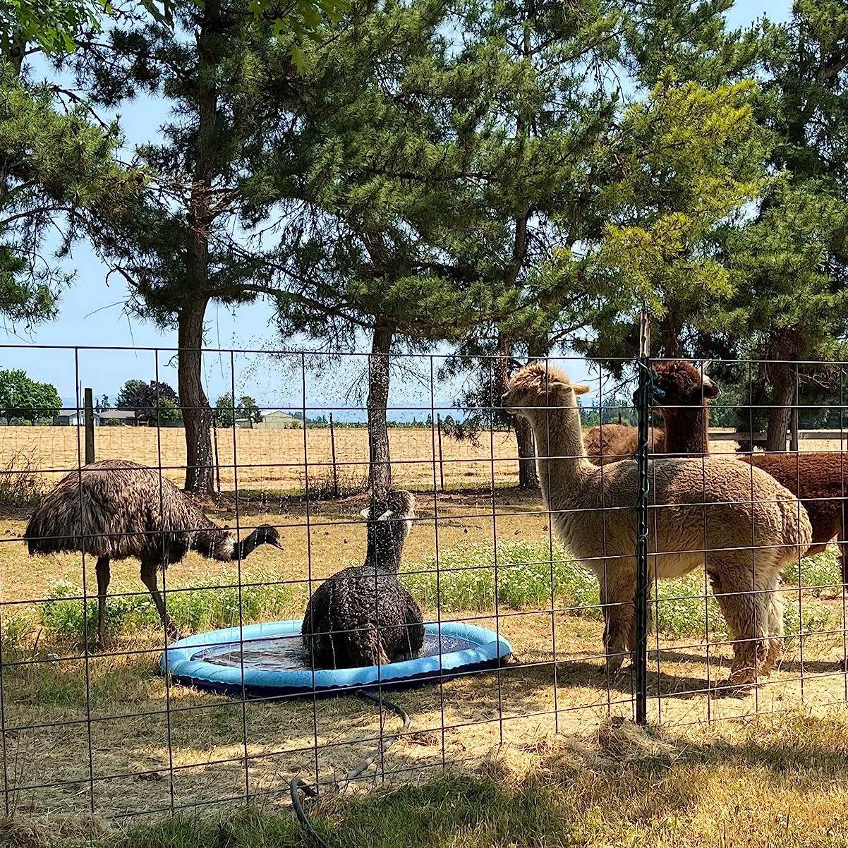 SplashPaw™ Fun Zone - The Splash Pad Makes Your Pup and Kids Happy! - Image 35