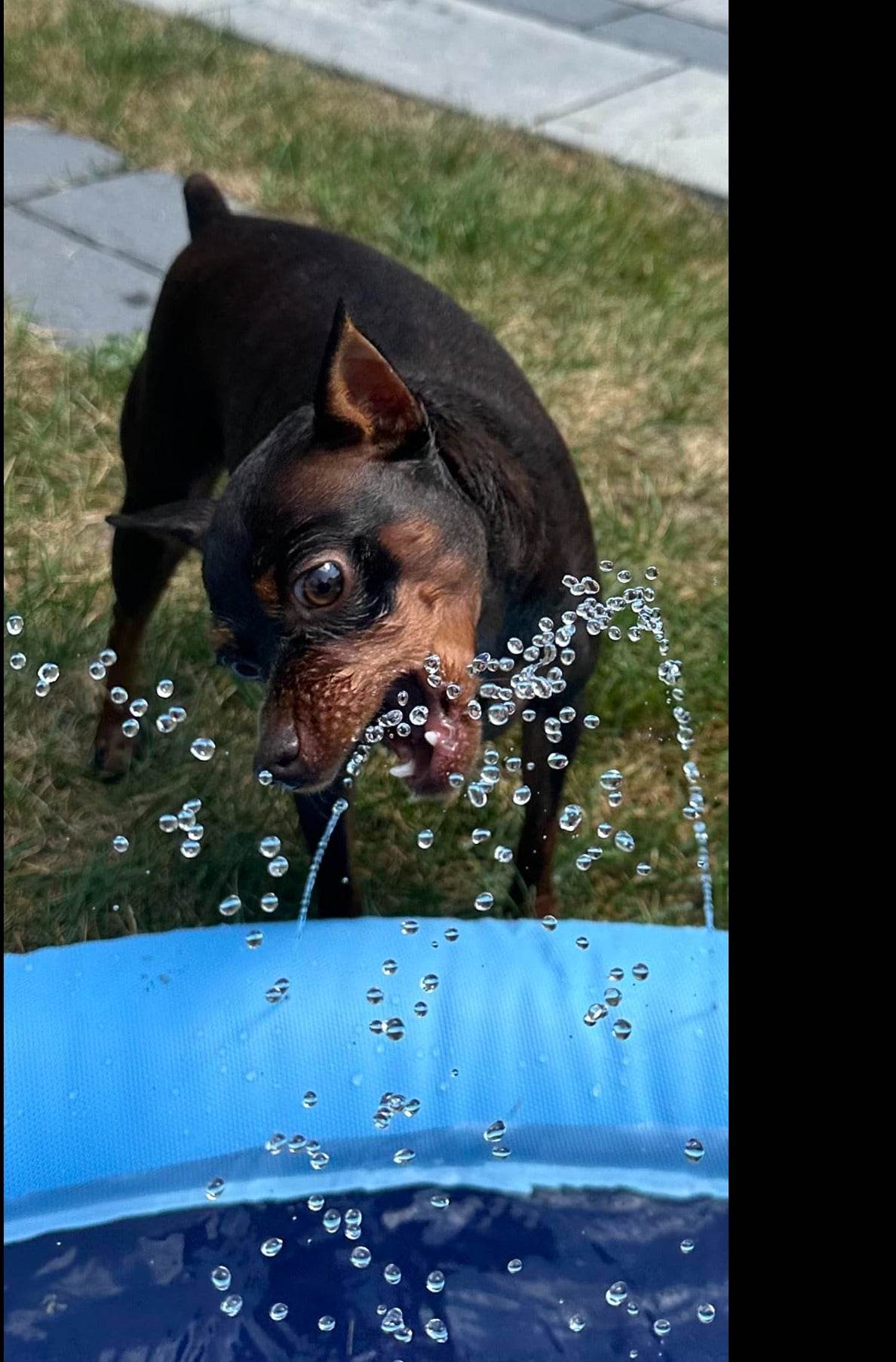 SplashPaw™ Fun Zone - The Splash Pad Makes Your Pup and Kids Happy! - Image 36