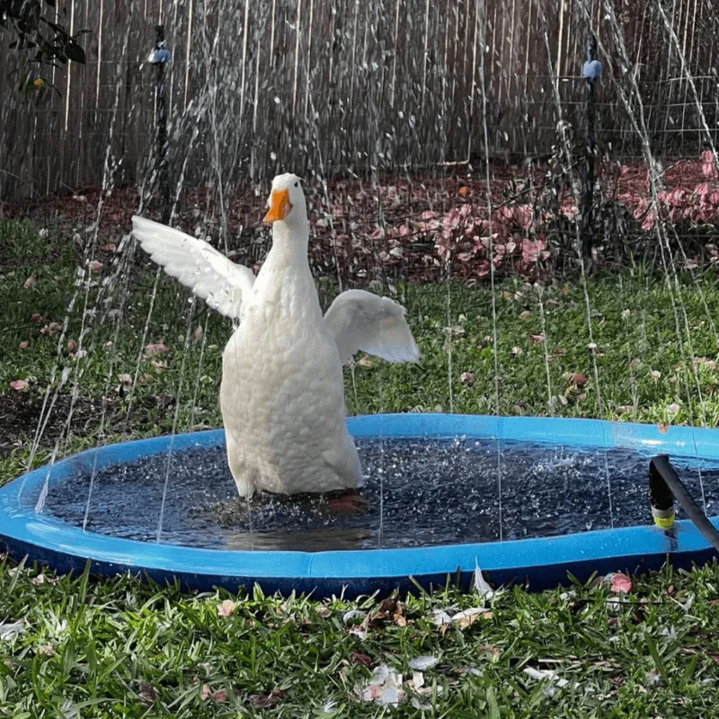 SplashPaw™ Fun Zone - The Splash Pad Makes Your Pup and Kids Happy! - Image 9