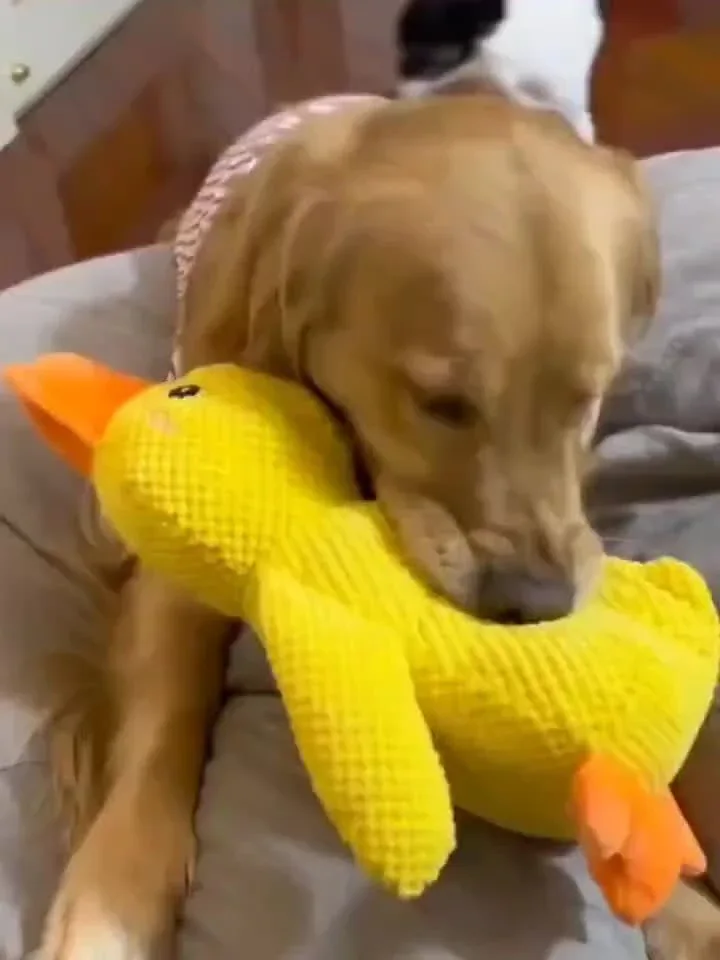 SweetS Large Dog Chew Toy - Heavy-Duty Plush Chew Proof Duck, Interactive Squeaker, for Puppies & Adult Dogs, Teeth Cleaning, No Batteries Needed, Safe for Aggressive Chewers - Ideal for Golden Retrievers, Corgis, Cats - Dura - Image 8